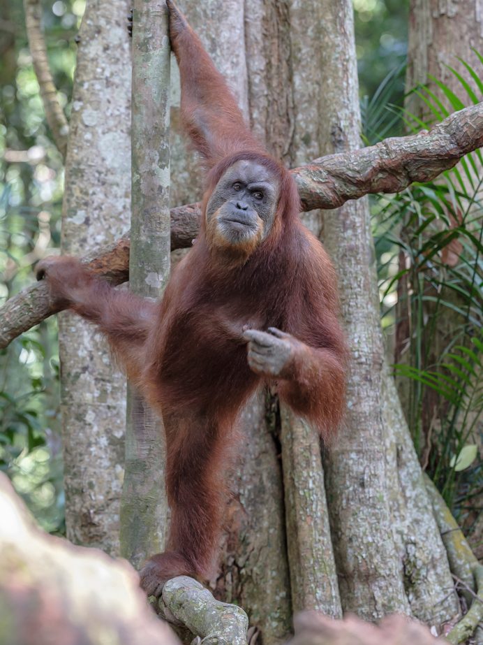 Indonesian orangutan