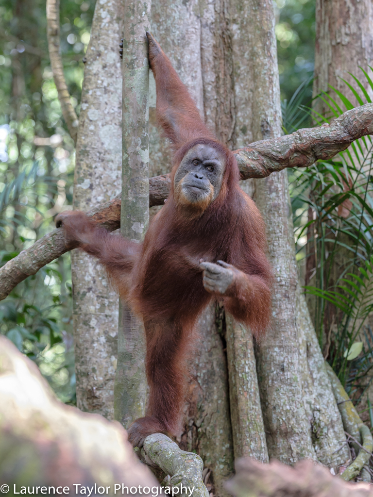 Bukit Lawang &&nbsp;Orangutans
